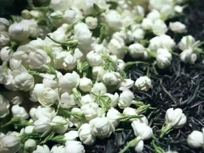 喝茶治口臭嗎，什么茶治口臭好？