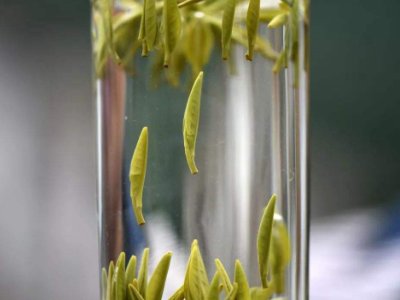 茶葉的專業(yè)知識，關(guān)于茶的基本知識大全