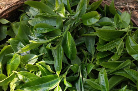 最耐泡的茶葉排名，什么茶葉經(jīng)久耐泡？