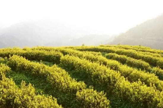 黃金茶的功效及禁忌癥，黃金茶有什么副作用嗎？