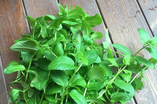 薄荷茶的功效與作用，喝薄荷茶有什么好處？