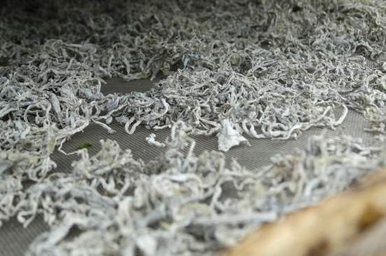 麗江雪茶的功效與作用，白雪茶有什么功效和作用