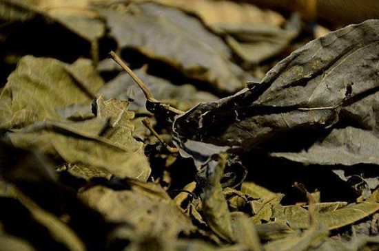 鷓鴣茶什么人不適合喝，鷓鴣茶的禁忌人群