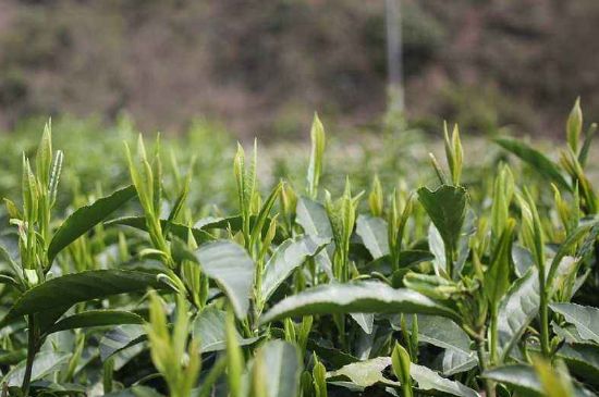 喝黃金茶禁忌，什么人不能喝黃金芽茶？