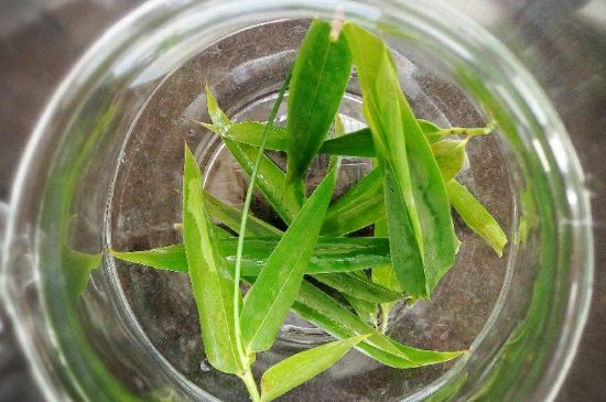 竹葉茶的禁忌，竹葉泡茶的功效禁忌