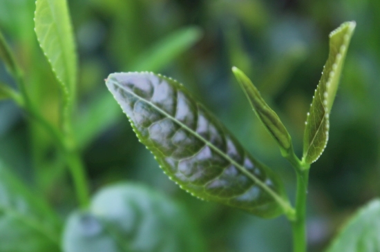 綠茶第一泡要倒掉嗎，為什么綠茶第一泡不喝？