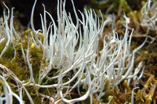 麗江雪茶的禁忌，白雪茶的副作用