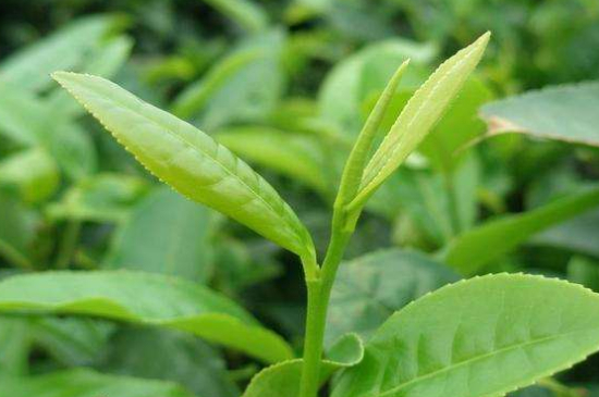 最耐泡的茶葉排名，什么茶葉經(jīng)久耐泡？