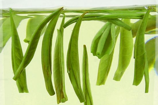 雀舌茶什么人不能喝，雀舌茶的功效與禁忌