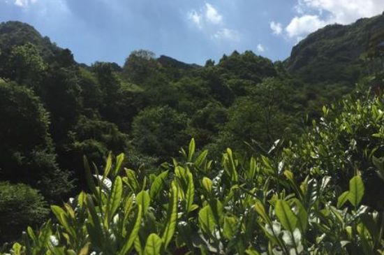 六安瓜片適合什么人喝，六安瓜片的功效與禁忌