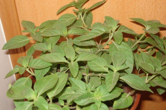 薄荷茶的功效與作用，喝薄荷茶有什么好處？