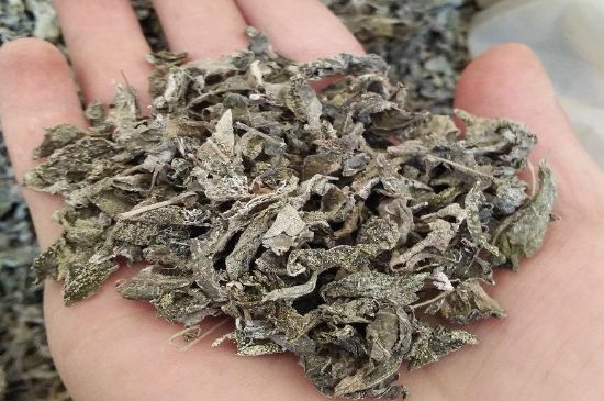 張家界莓茶真假對比，野生莓茶的鑒別方法