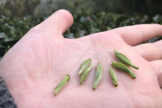 春茶季怎么辨別白毫銀針的好壞，好的白毫銀針如何選購？