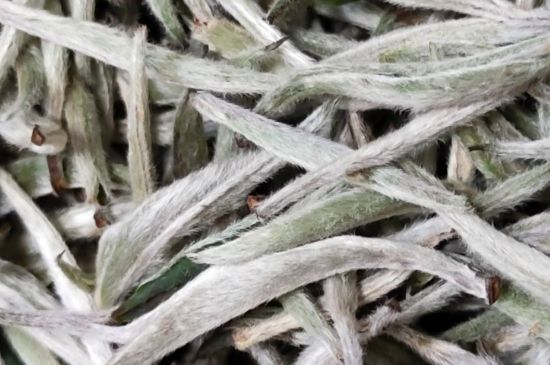 春茶上市白茶的好壞怎么區(qū)分，春白茶怎么分辨好不好？