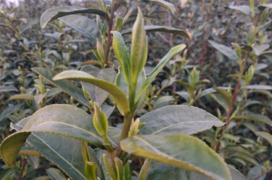 家庭如何保存碧螺春茶葉，蘇州洞庭碧螺春綠茶怎么保存？