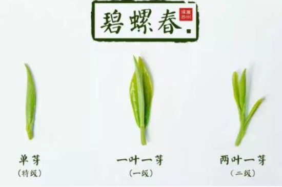 真假碧螺春泡水后區(qū)別，蘇州洞庭碧螺春怎樣鑒別好壞？