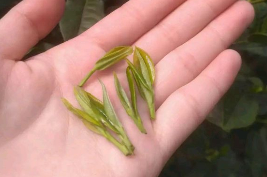 炒青茶為什么便宜，炒青綠茶好喝嗎？