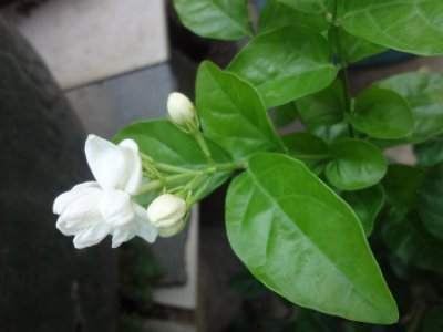 茉莉和什么一起泡最好，茉莉茶有幾種搭配？