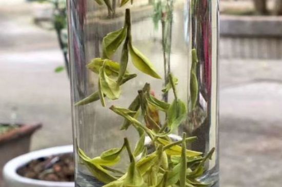 蒸汽煮茶器適合什么茶，蒸汽煮茶器適合用綠茶嗎？