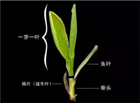 摘茶葉最快的方法，采摘茶葉怎么才能快？