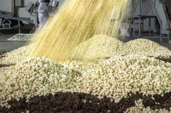 茉莉龍珠怎么做的，茉莉龍珠的制作工藝