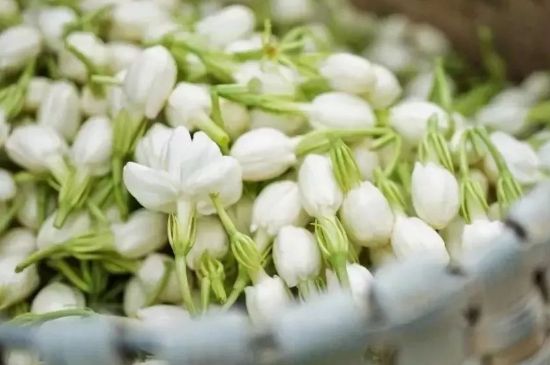 十大排毒養(yǎng)顏花茶，喝什么花茶排毒養(yǎng)顏