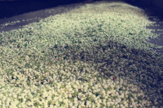 茉莉龍珠怎么做的，茉莉龍珠的制作工藝