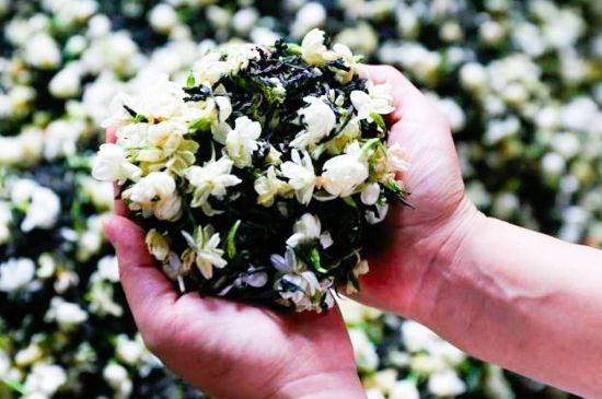 茉莉花和什么在一起喝好，茉莉花喝什么茶搭配？