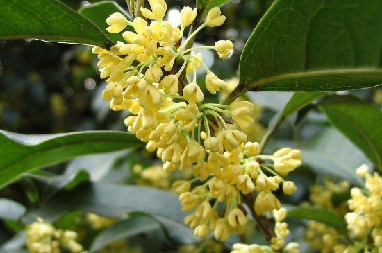 干桂花茶的制作方法，怎樣自制桂花茶？