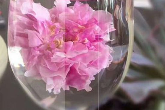 干玫瑰花泡水放幾顆，玫瑰花泡水一次放幾朵？