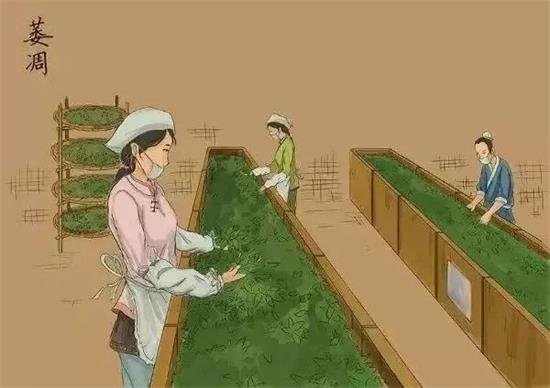 制茶八步驟，制茶工藝流程圖
