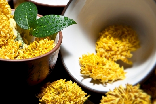 孕婦可以喝菊花茶嗎，菊花對胎兒有致畸作用？