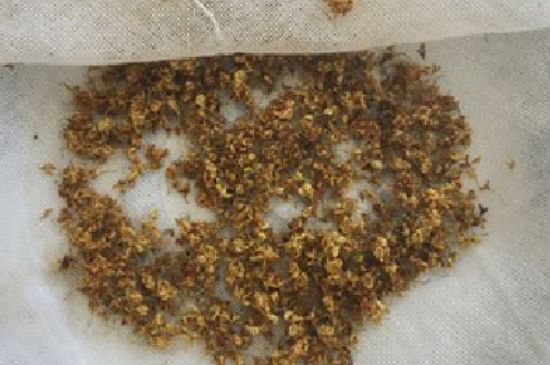 干桂花茶的制作方法，怎樣自制桂花茶？