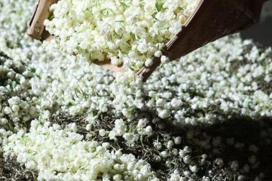 茉莉茶葉的功效與禁忌，什么人不適合喝茉莉花茶？