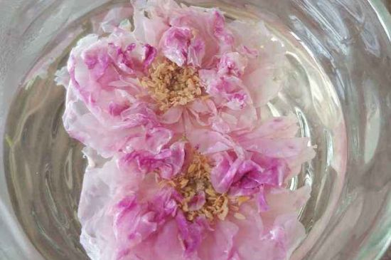 玫瑰花茶上火嗎，盲目喝玫瑰花茶易上火