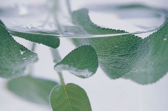 薄荷葉茶怎么制作，薄荷如何做成干茶葉