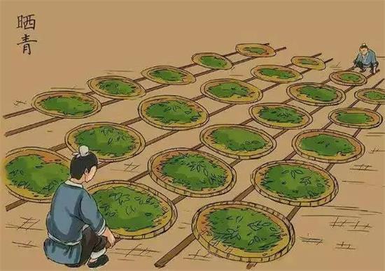 制茶八步驟，制茶工藝流程圖