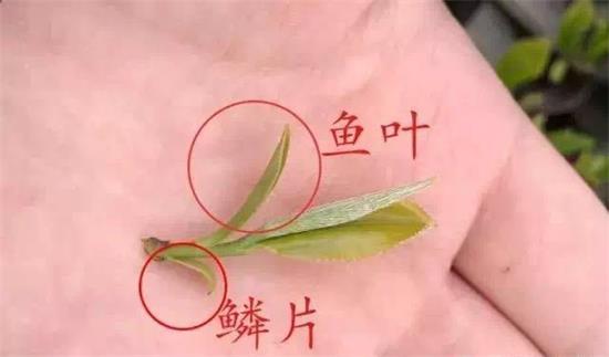摘茶葉最快的方法，采摘茶葉怎么才能快？