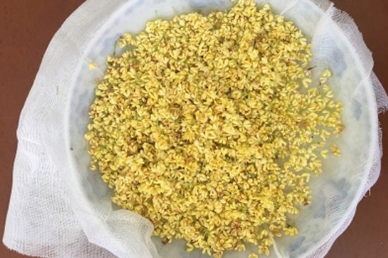 干桂花茶的制作方法，怎樣自制桂花茶？