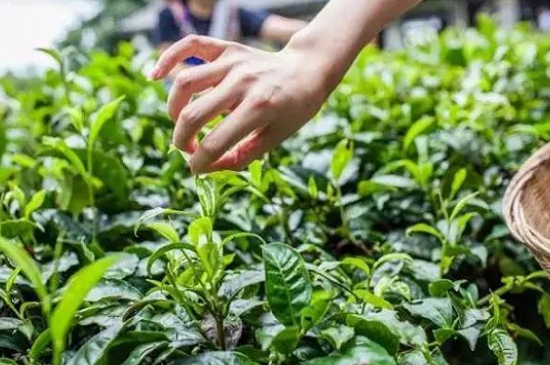 綠茶加工工藝流程圖，綠茶的加工制作包含哪幾個步驟？