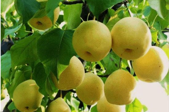 一把真正的本山綠泥壺最低多少錢，什么價(jià)格能買到本山綠泥紫砂壺？