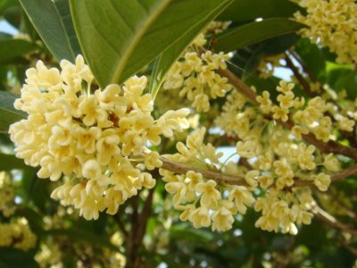 桂花泡茶禁忌，桂花泡水喝的9大禁忌