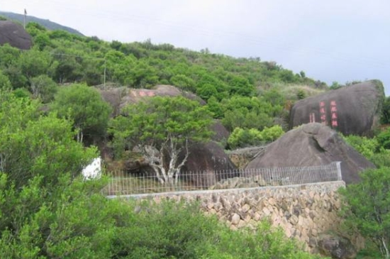 宋種一號(hào)價(jià)值為什么高，鳳凰單樅宋種1號(hào)價(jià)格與產(chǎn)量多少？