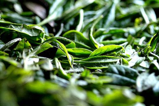 荒野銀針市場價多少，真正的荒野白毫銀針多少錢？