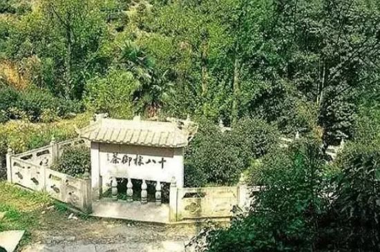 母樹(shù)大紅袍給誰(shuí)喝了，為什么母樹(shù)大紅袍叫三棵六株？