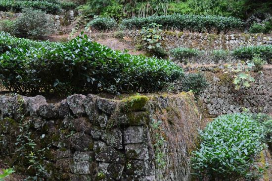 拼配的馬頭巖肉桂，還配叫馬肉嗎？請(qǐng)叫它“馬頭巖大紅袍”