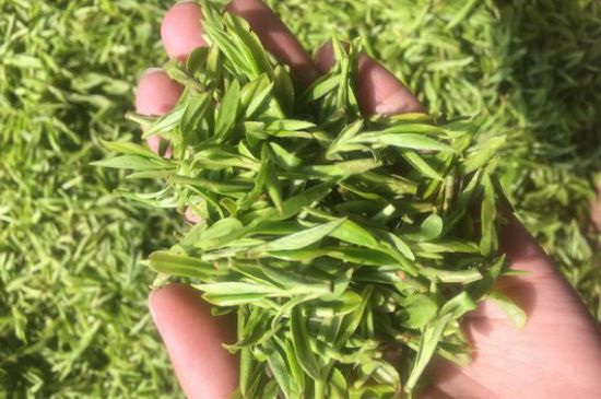 龍井好喝還是毛尖好喝，綠茶是龍井好還是毛尖好？