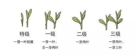 烏牛早和龍井的區(qū)別圖片，龍井43號和烏牛早茶的對比