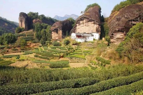 馬頭巖肉桂是大紅袍嗎，大紅袍肉桂屬于什么茶？