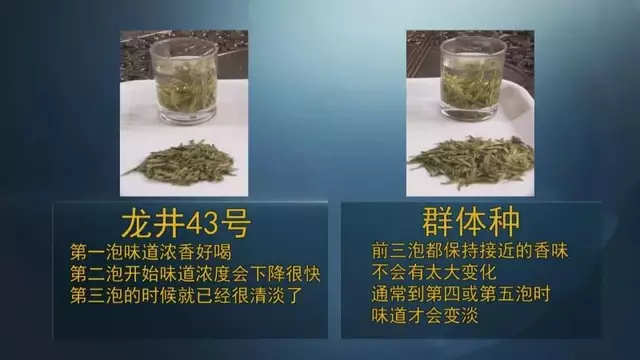 龍井群體種和43號(hào)的區(qū)別圖片，龍井43和群體種哪個(gè)好喝？